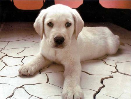 mon chien